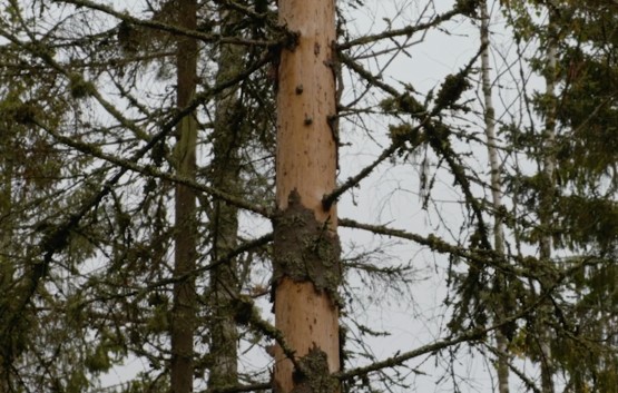 Granbarkborre skada på träd