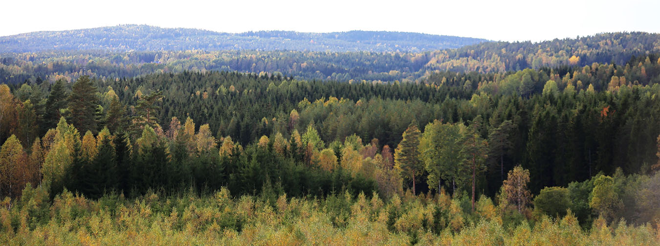 Vy över skog