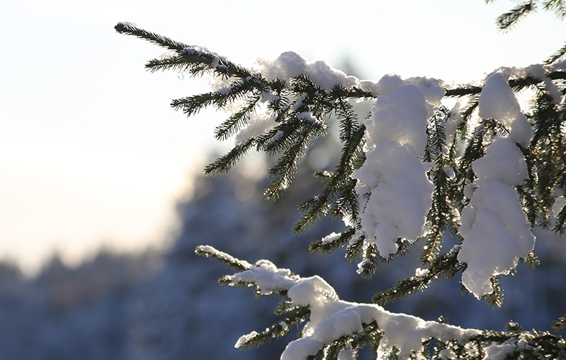 Vinter - Grangren mot vatten