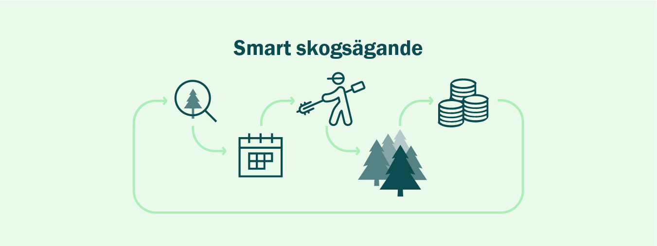 Illustration av skogens kretslopp - skogsbruksplan - moelven skog