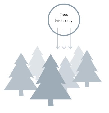 Trees binds co2 illustration