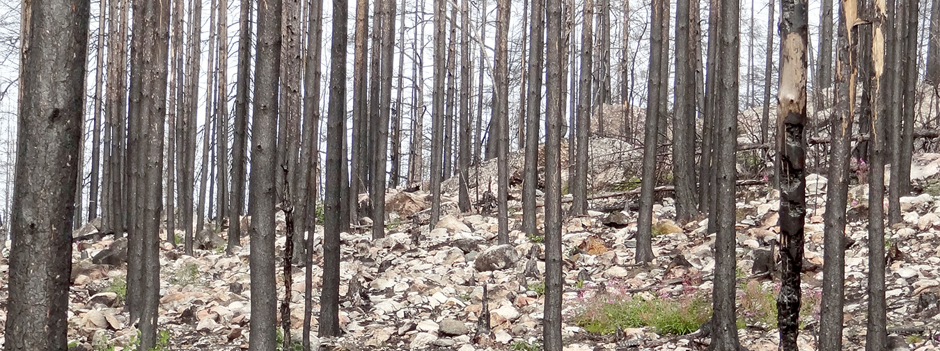 Branddrabbad skog