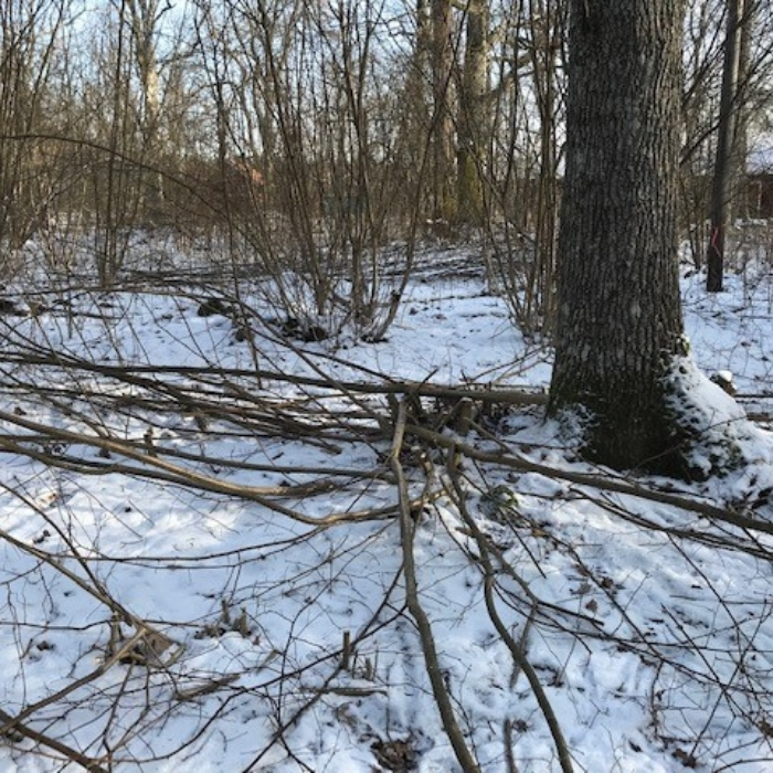Naturvårdsåtgärder Moelven Vänerply (3).jpg