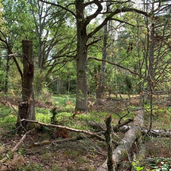 Naturvårdsåtgärder Moelven Vänerply.jpg
