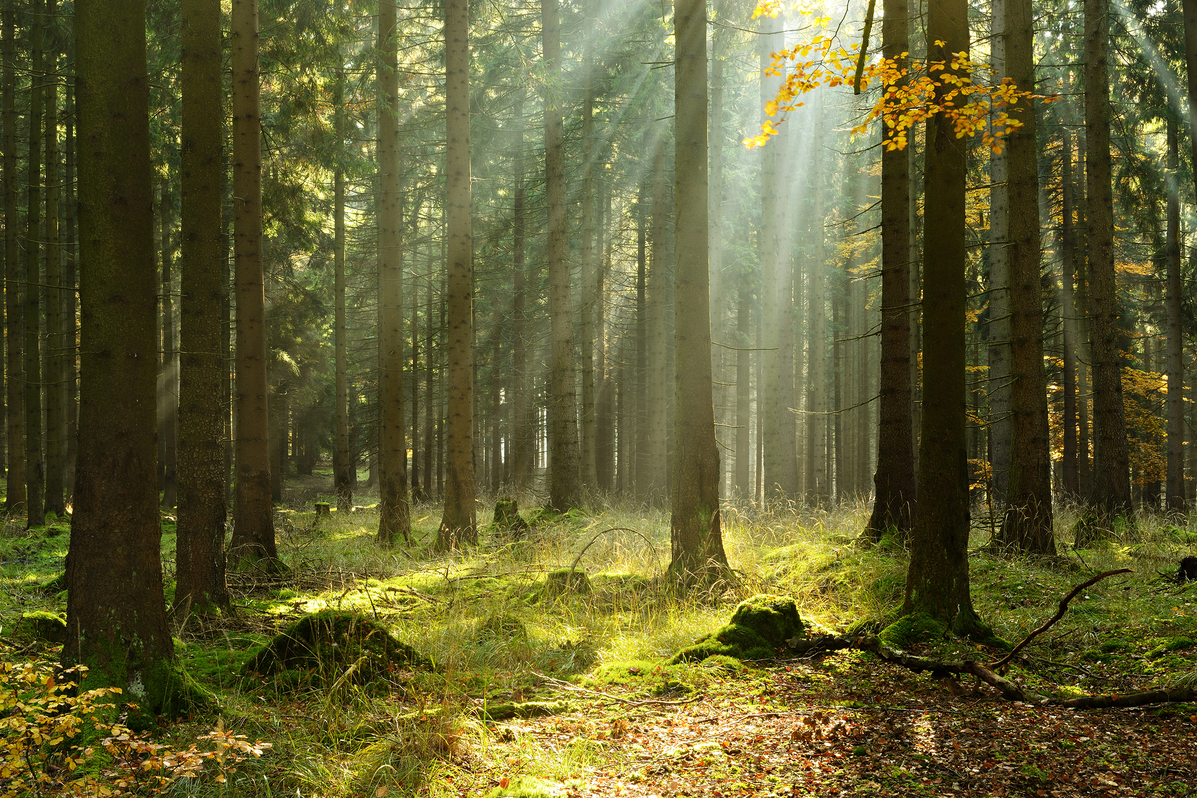 Bedre å bruke skogen