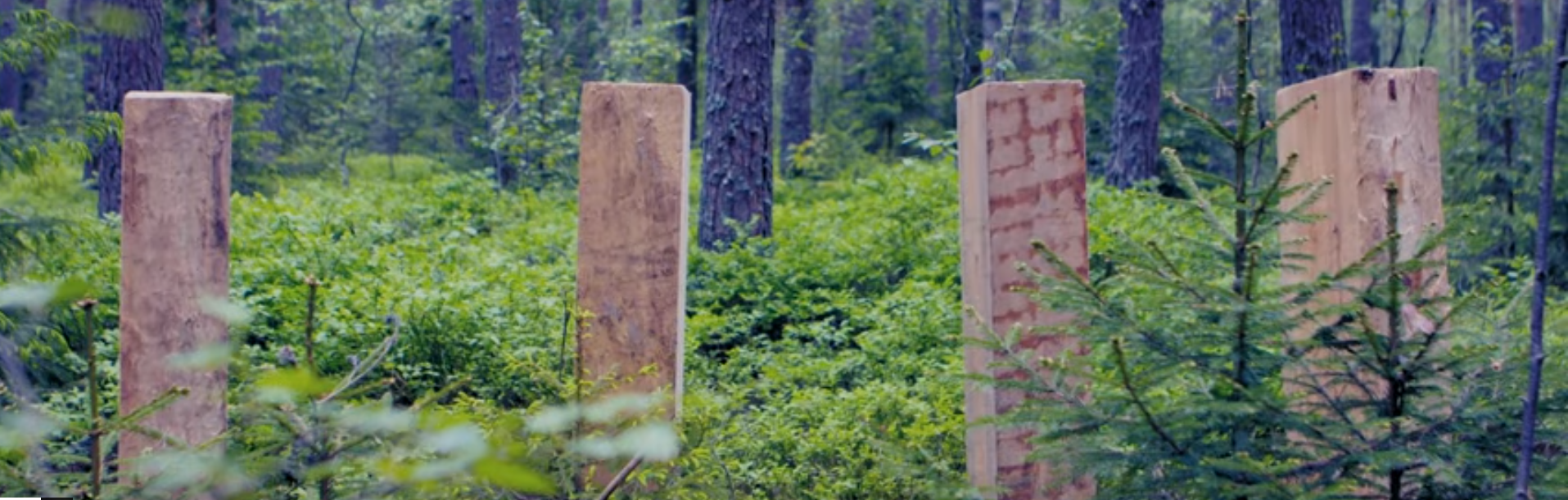 La natuen komme hjem - tømmer i skogen