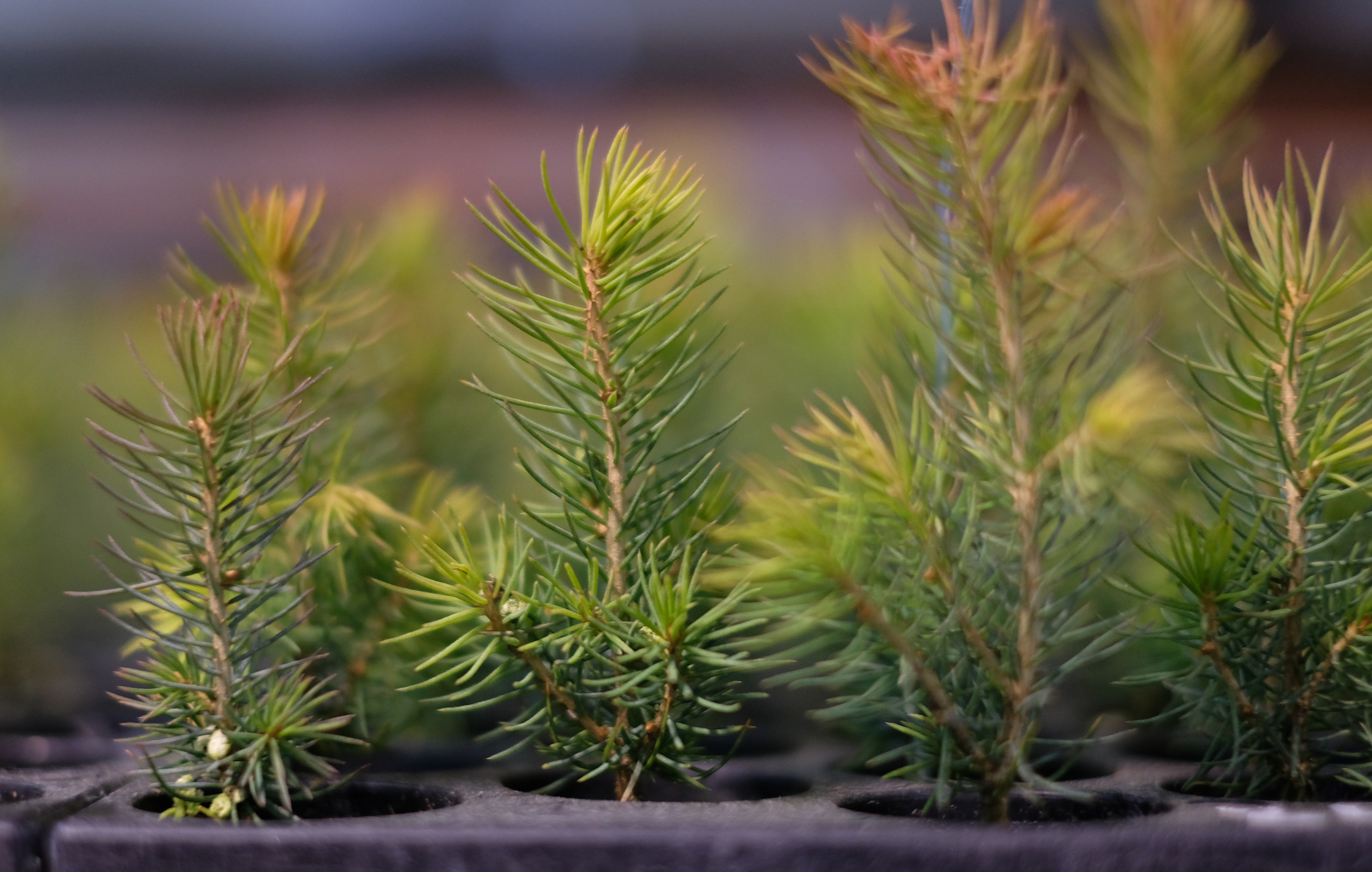 A renewable journey: From seed to the world’s tallest timber building