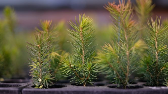 Vár og kompetent foryngelse av skogplanter er starten på en klimavennlig verdikjede.