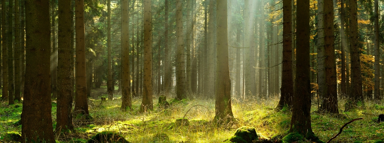 Skog med vakkert sollys