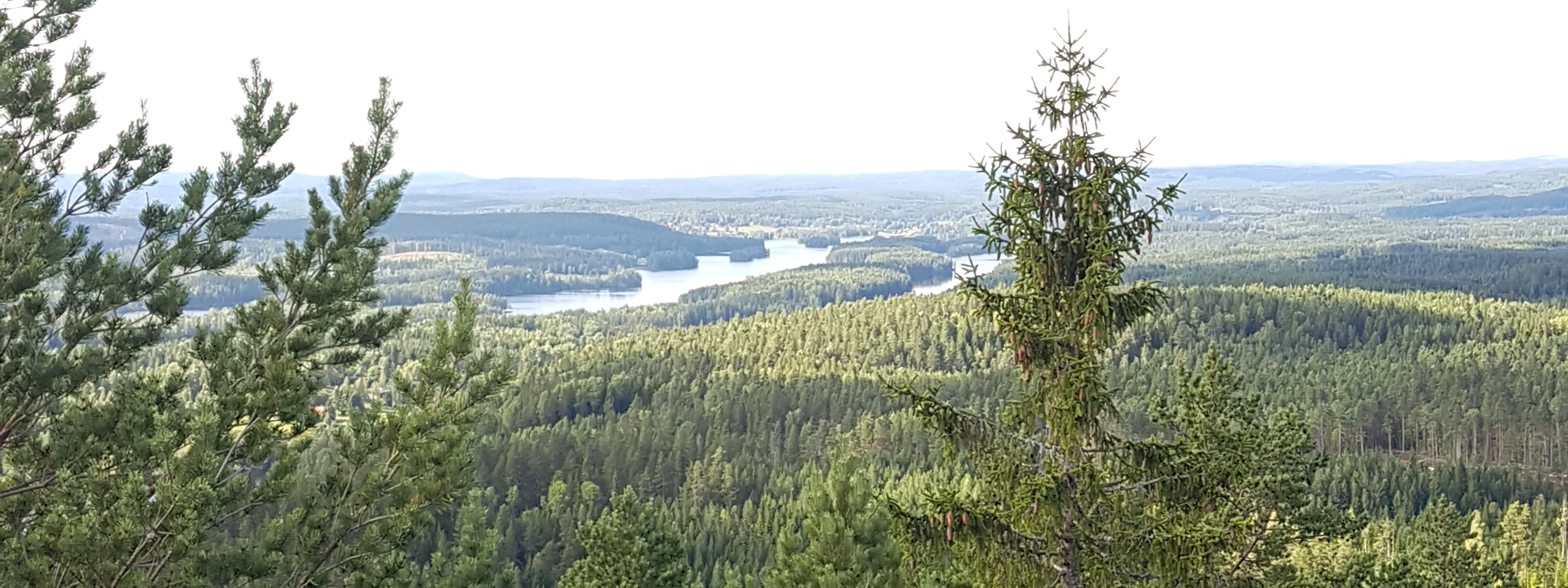 Hållbar framtid med trä