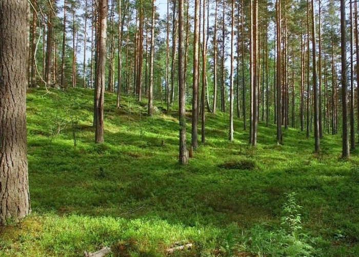 Grön skog med träd