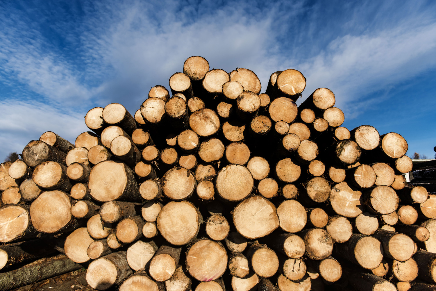 Liggende træstammer stablet på højden