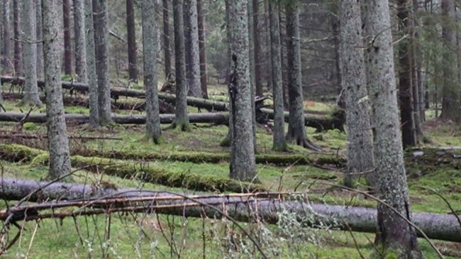 Skog