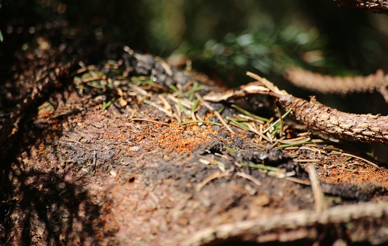 Barkborre - tecken på skadad skog