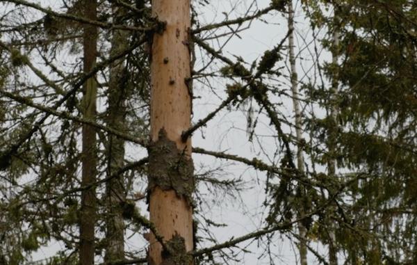 Granbarkborre - skadad träd i skogen