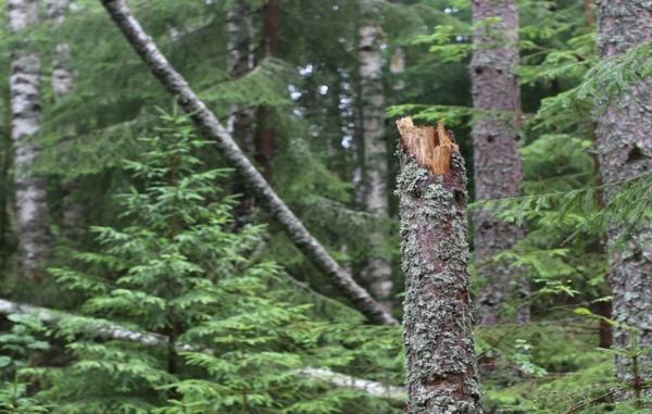 Skadad träd i skogen