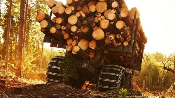Avverkad skog under transport i skogen