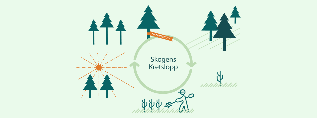 Illustration av skogens kretslopp - skogsbruksplan - moelven skog