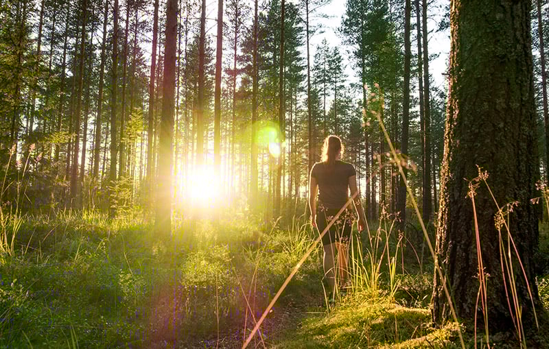 Kvinna_skog_sommar_800x509.jpg