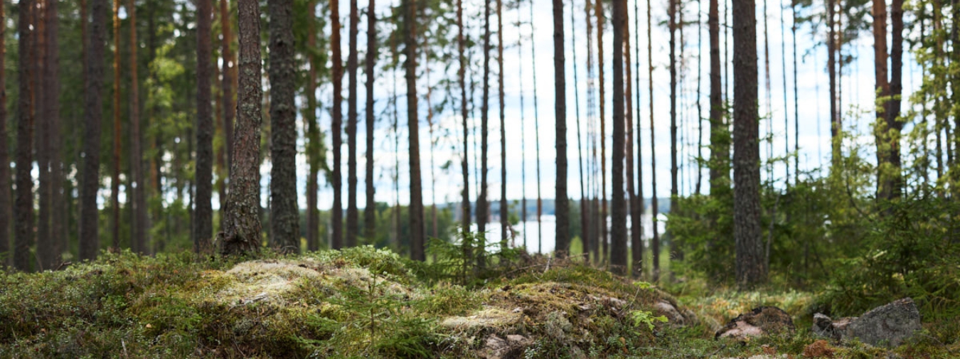 Tall med sjö i bakgrunden