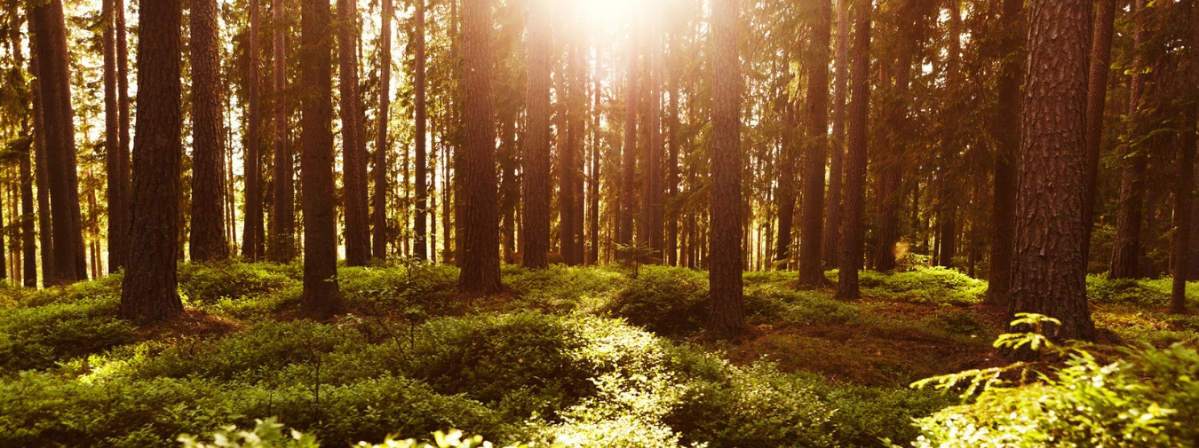Skog i vackert solljus