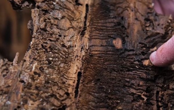 Granbarkborren, skadad träd i skogen