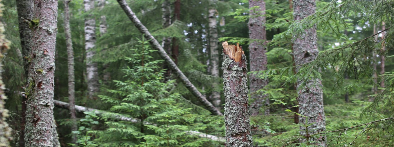 högstubbe tall med vindfällda björkar