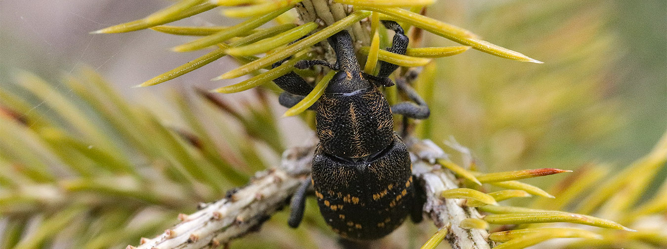 Snytbagge på tallplanta.