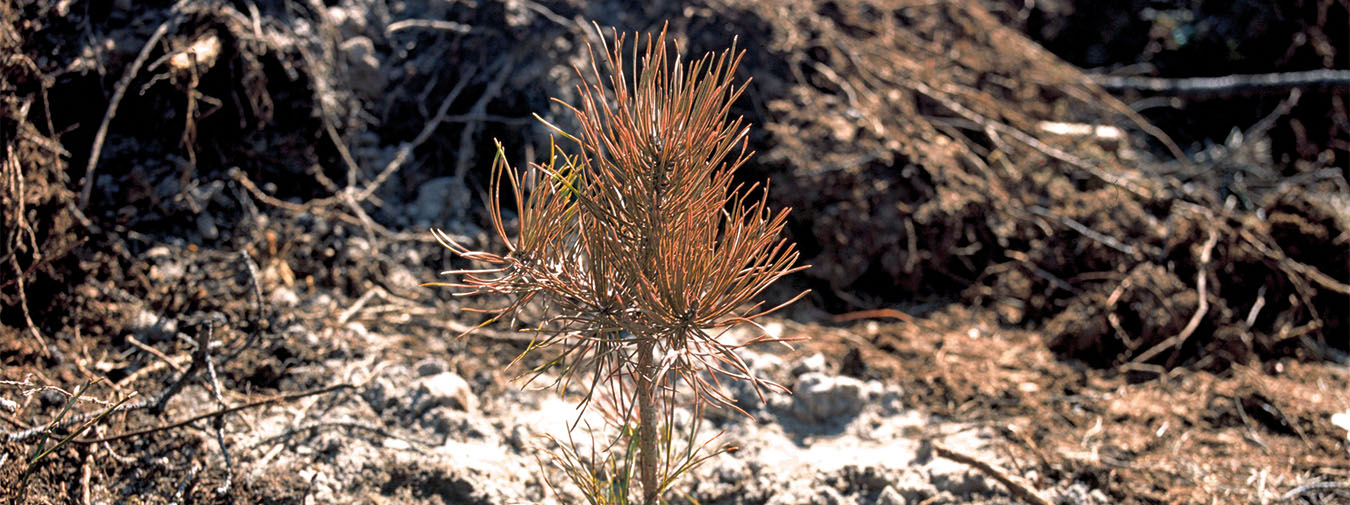 Skadad tallplanta.