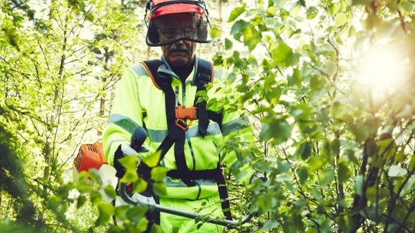 Person som röjer i skogen - skogsskötsel