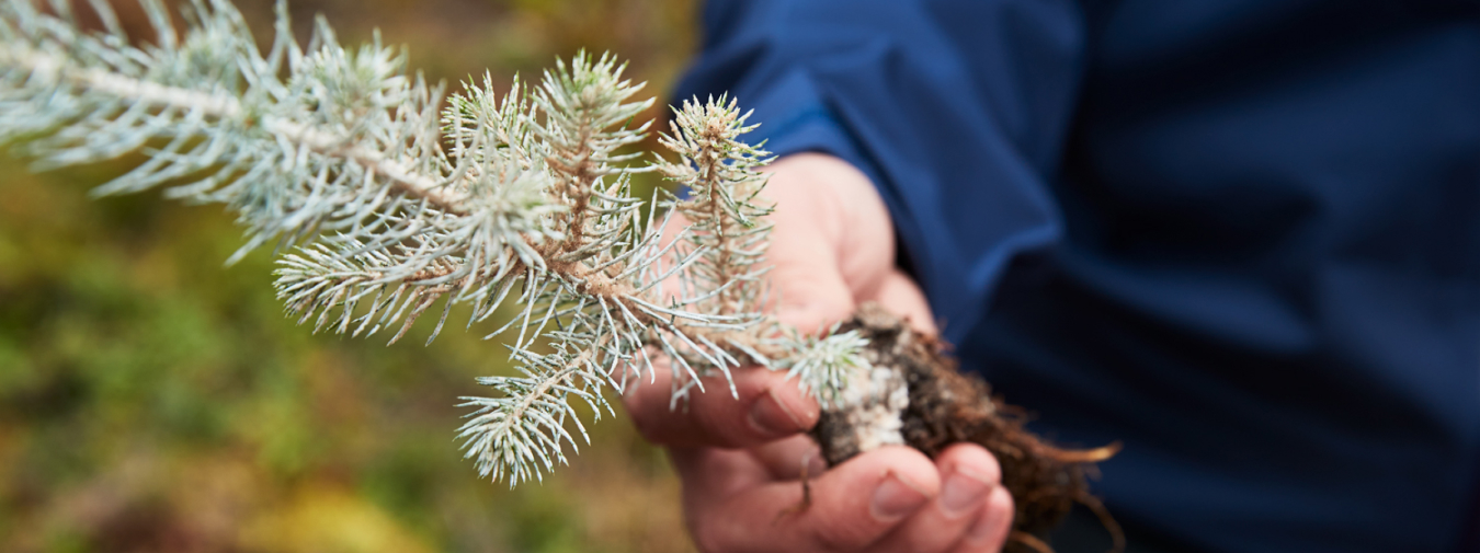 Skogsägare håller i planta