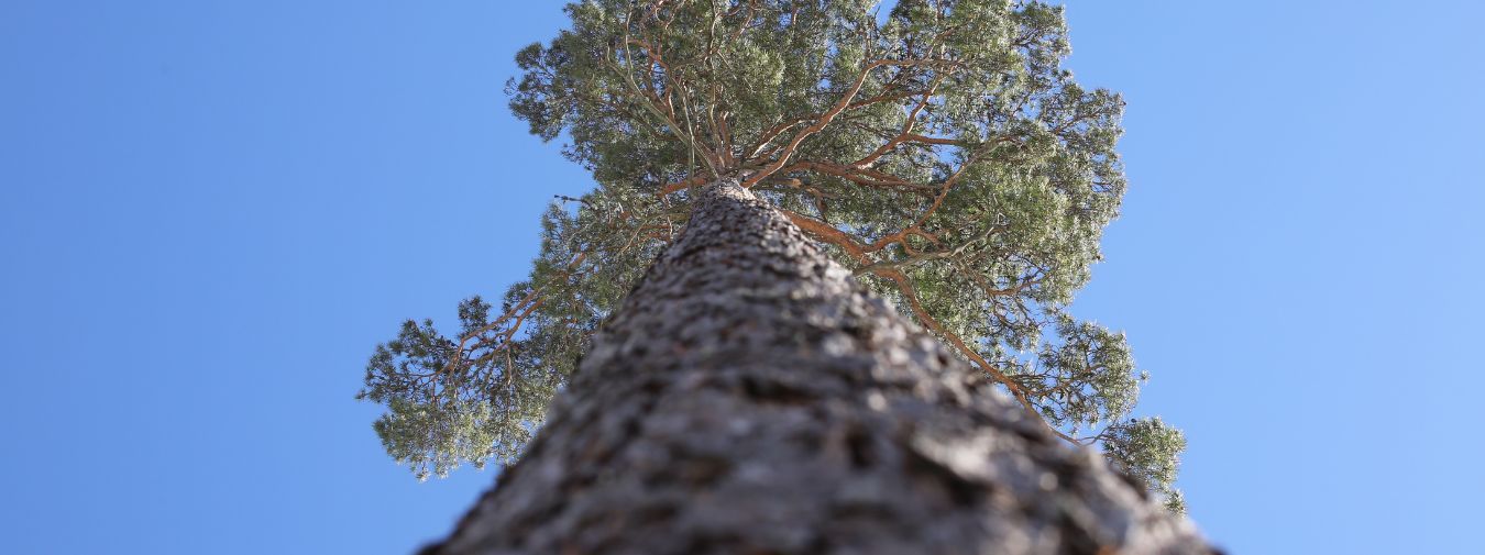 Tall fotograferad underifrån mot blå himmel