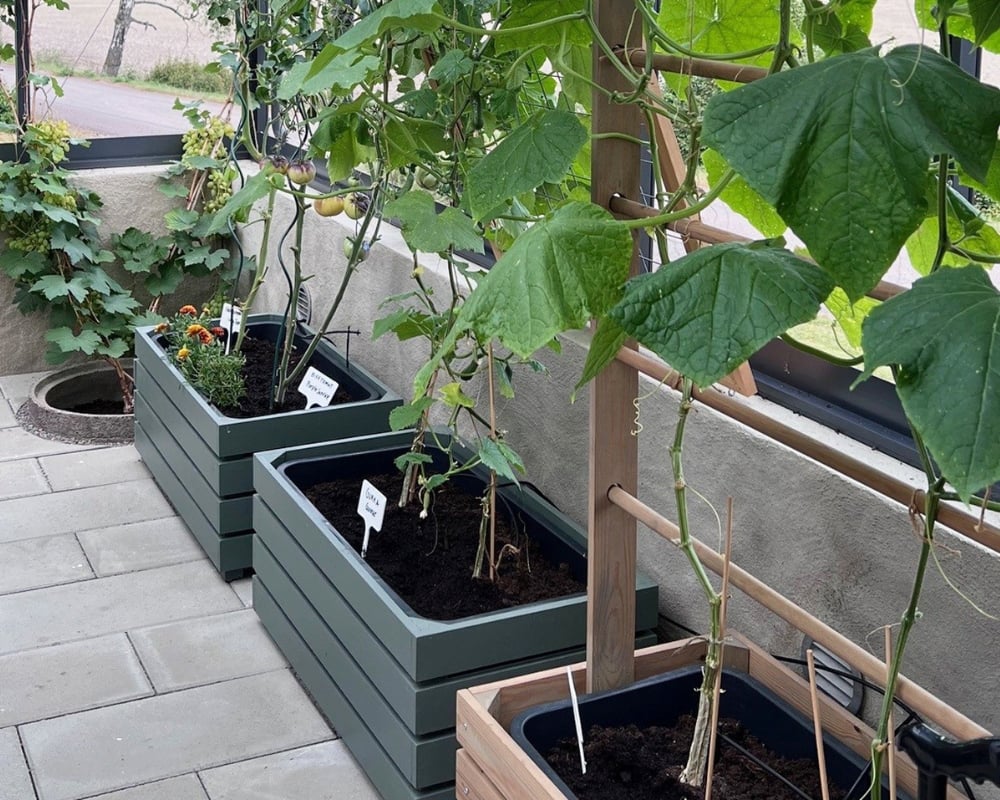 Blomlådor med växter