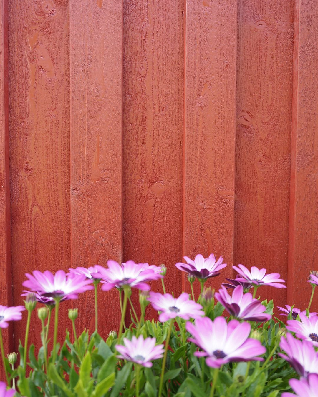 Rosa blommor framför en yttervägg med röd stående panel