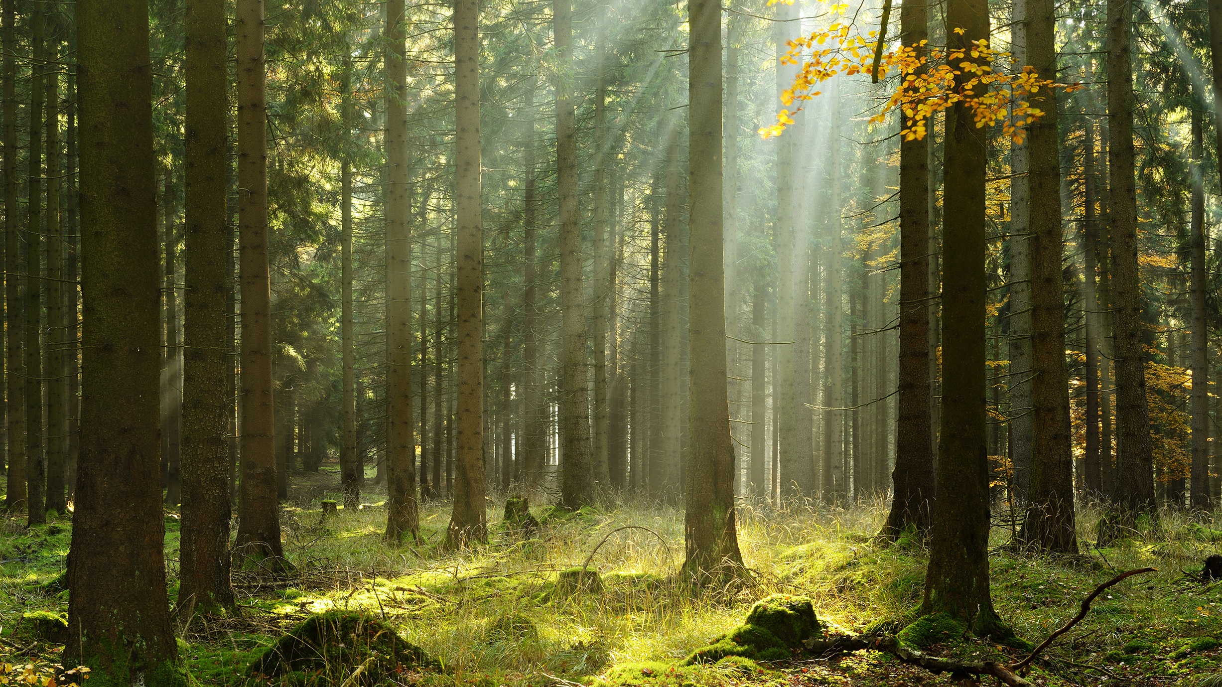 Skog med träd och solljus