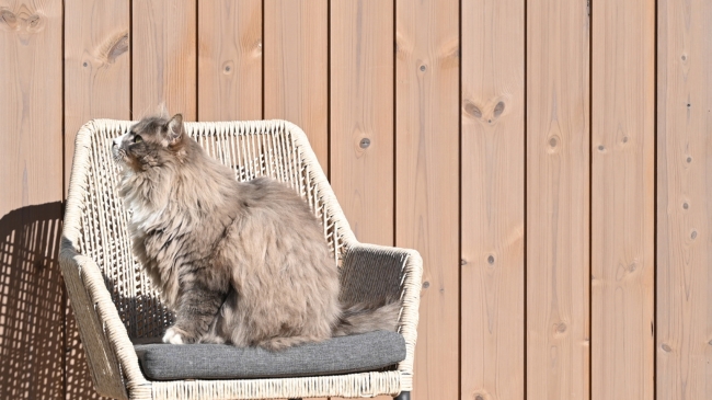 En katt i en stol framför en träfasad
