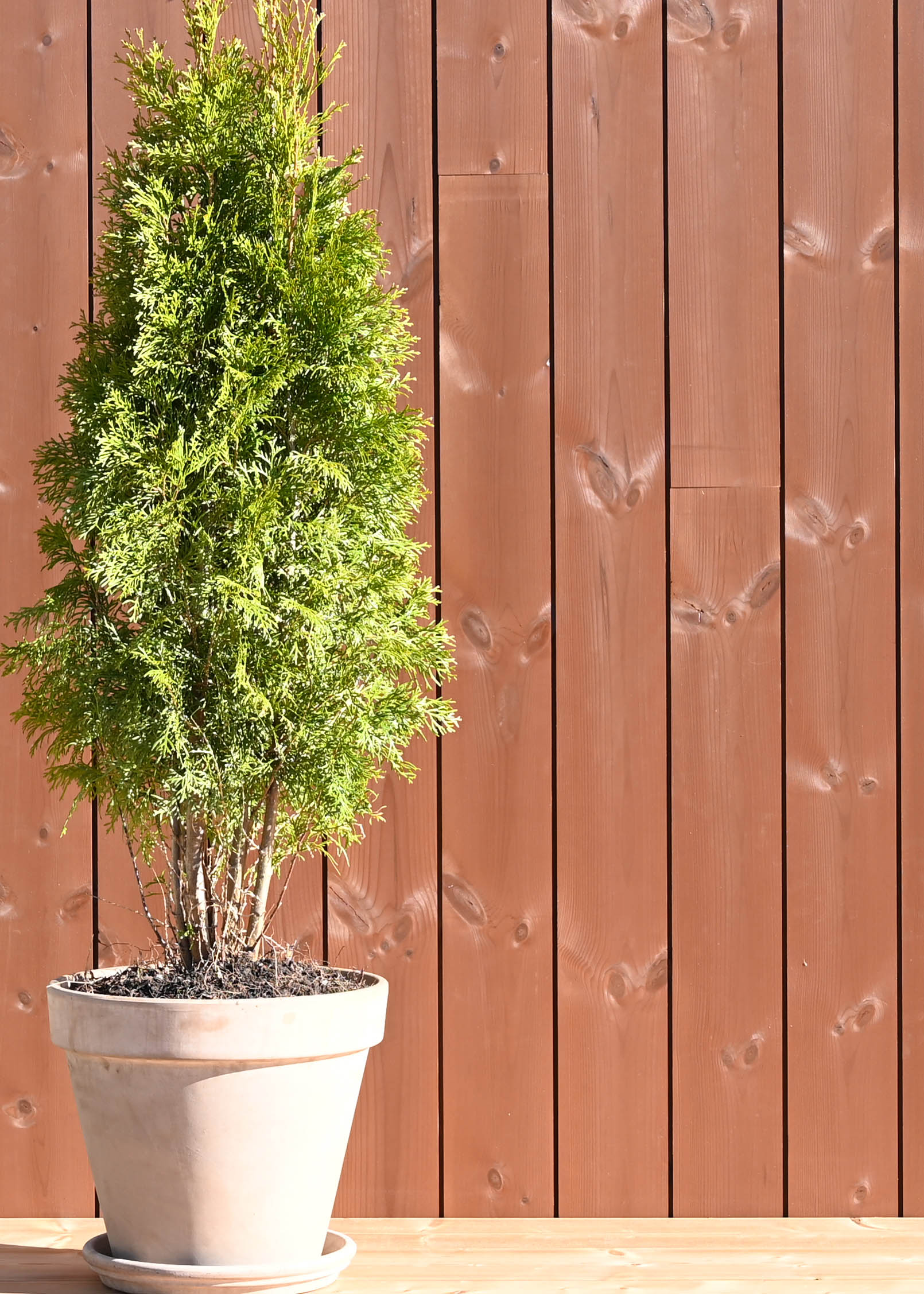 Naturbrun ytterpanel ThermoWood och en tuja
