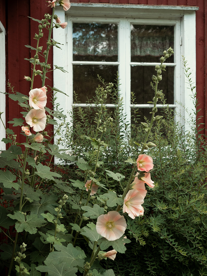 Stockrosor framför ett fönster i prästgården