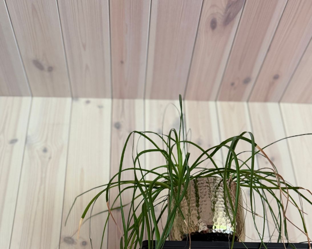 Detalj av Herregårdspanel Oljet Arctic i ulike bredder på vegg og i tak, med grønn plante i forgrunnen.