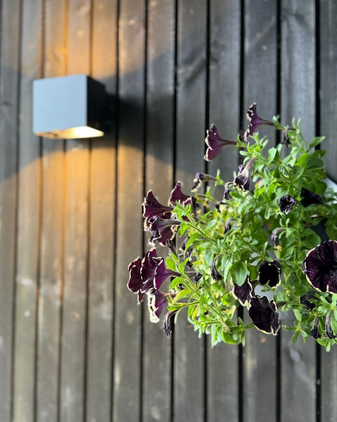 Mørke blomster foran stående, mørk trekledning på fasaden til Haveng.
