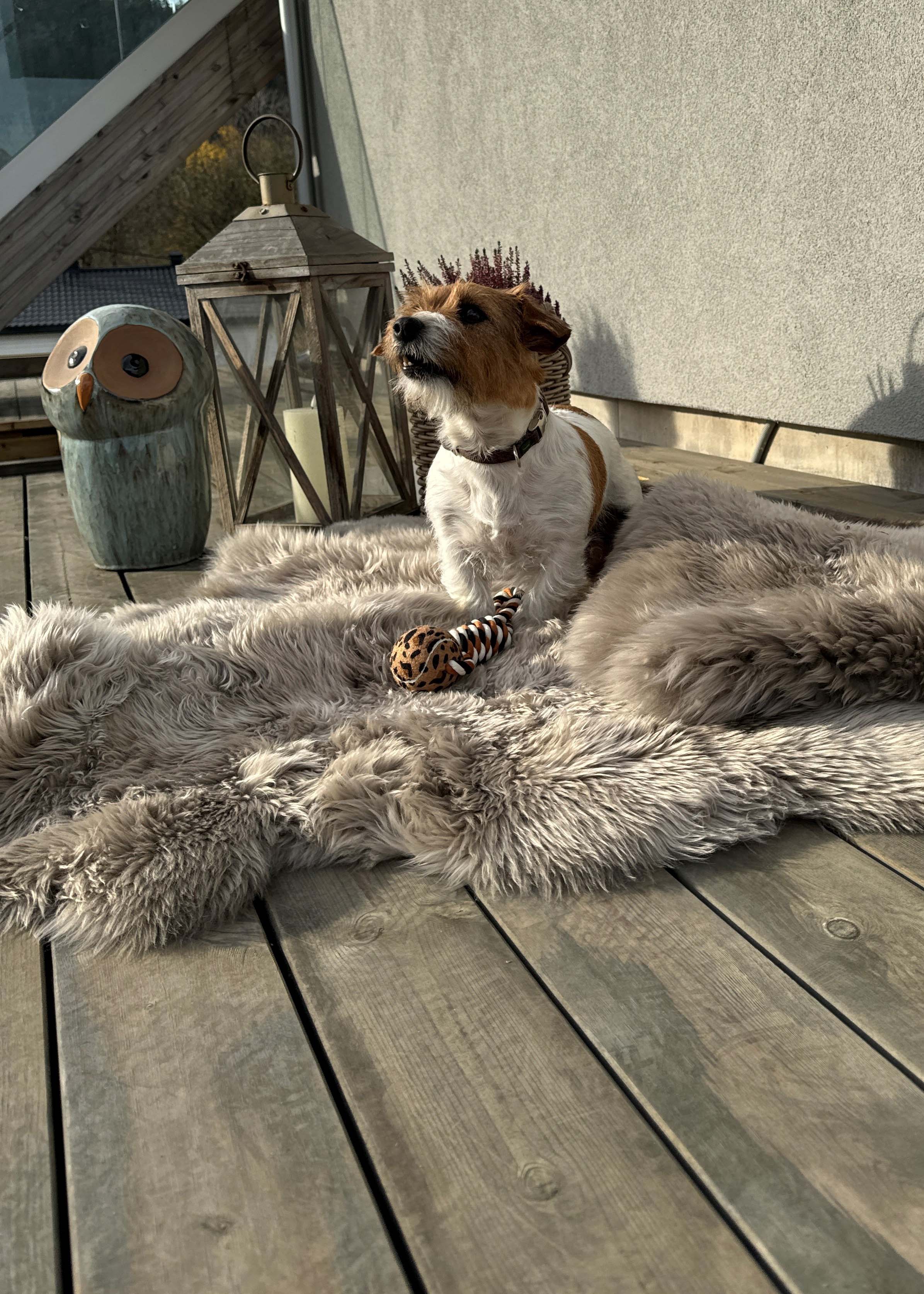 Moelven royalterrasse grå med hund som koser seg