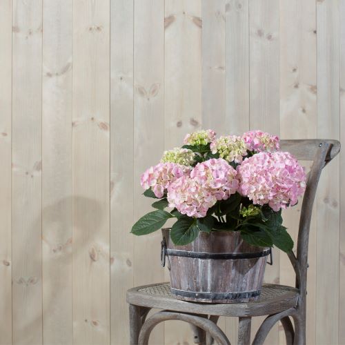 Glattpanel beiset